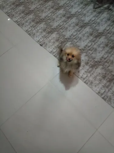 Spitz alemão fêmea