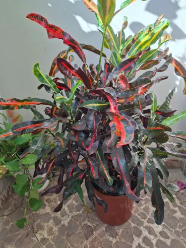 Planta croton parafuso 