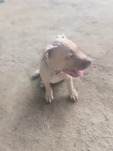 Vendo Pitbull