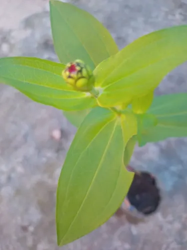 Planta Zinnia na cor salmão.No vaso de garrafa pet.
