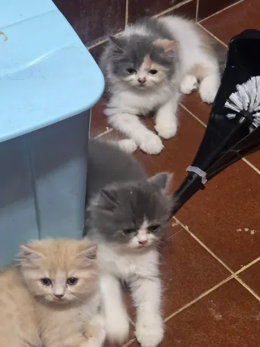 Gata persa filhote