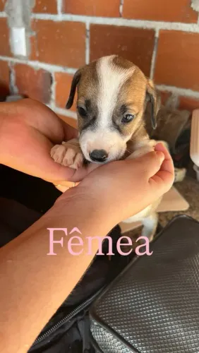 Cachorrinhos precisando de um lar, amor e carinho