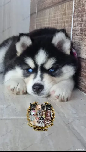 Promoção Filhote de husky siberiano macho super Wolly com pedigree