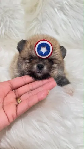 Lulu da Pomerânia 