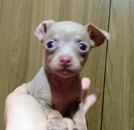 Pinscher miniatura 