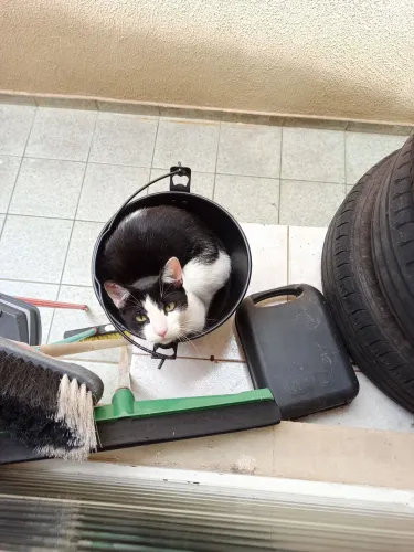 Doa-se Gato Frajola Macho castrado