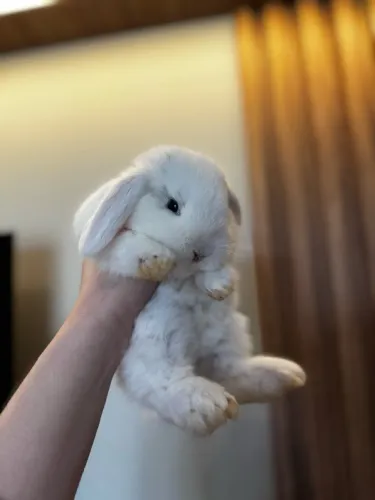 Coelhos mini Lop