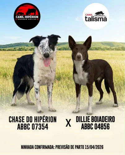 VENDO FILHOTES BORDER COLLIE