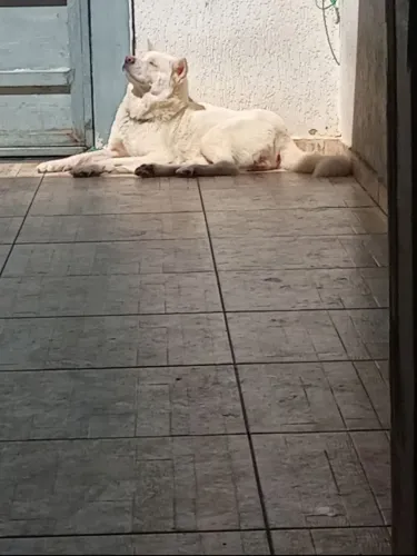 Akita femea adulta