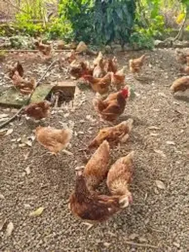14 galinhas poedeiras vermelha e 4 patas