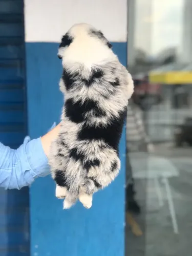 Border Collie Premium - Vermifugado, V10 e Atestado de Saúde