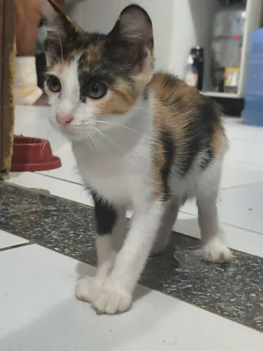 Gatinha tricolor pra adoção 