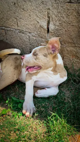 Pit monster 