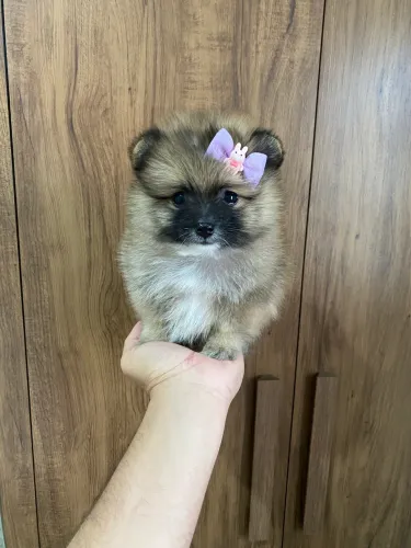 Spitz alemão fêmea