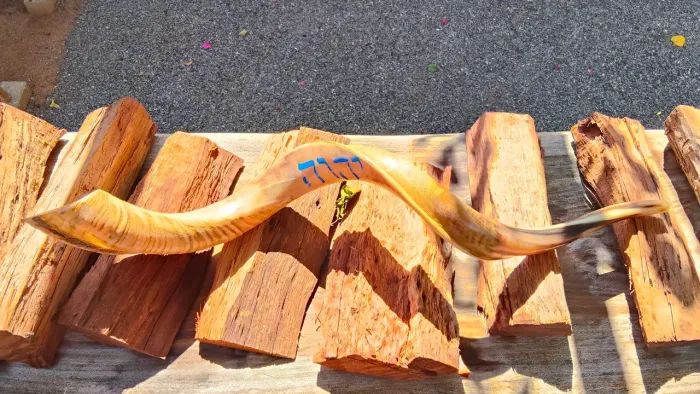 Shofar de Antílope 