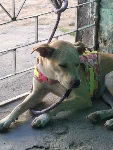 Doação de cachorrinha