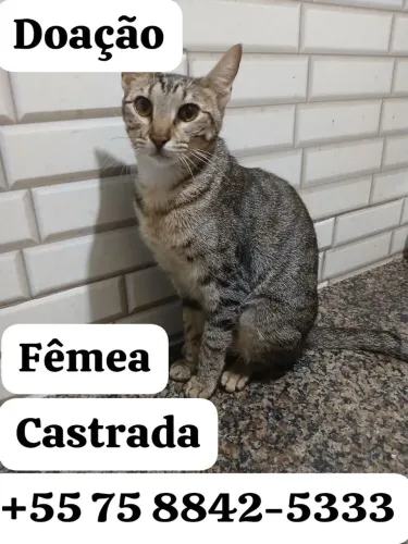 Gatinhos para adoção