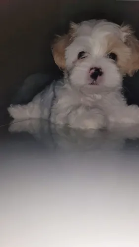 Vendo duas cachorrinhas chitzo