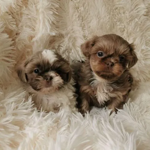 Filhotes de Shih Tzu | A alegria mora aqui.