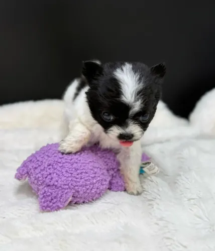 Chihuahua: Pequeno no tamanho , gigante na personalidade.