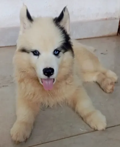Husky siberiano