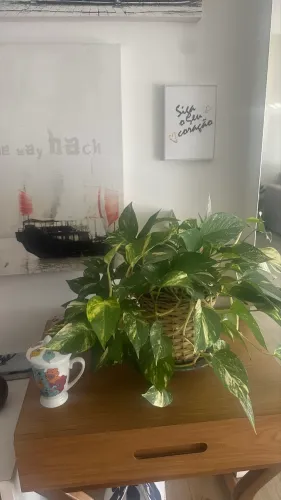 Vaso de planta Gibóia