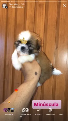 Fêmea de Shih tzu mini