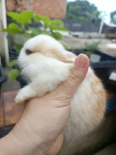 Mini coelhos - Netherland Dwarf