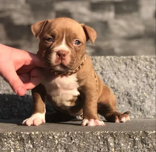 American Bully - Peludinhos Te Esperando!