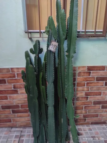 Vendo cactos vários tamanhos e preços