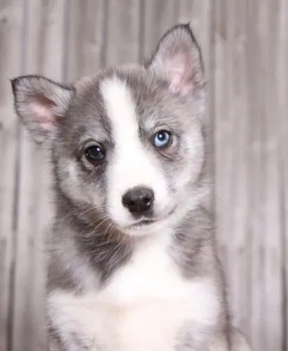 Filhotes de Husky Siberiano | Um pet cheio de charme e carinho.