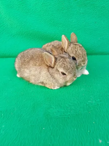 Coelho anão Netherland Dwarf 