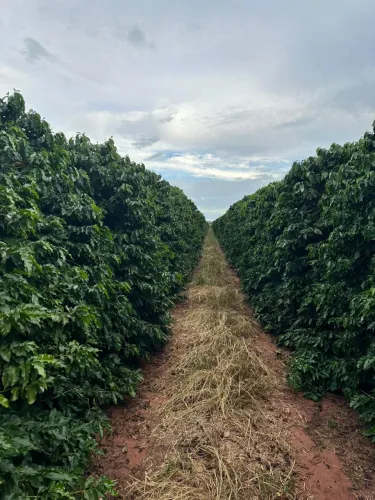 Fazenda de café triângulo mineiro 