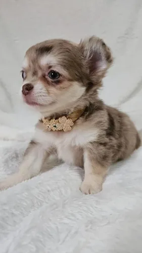 Chihuahua choco merle fêmea!! 