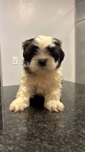 Filhote de shitzu 