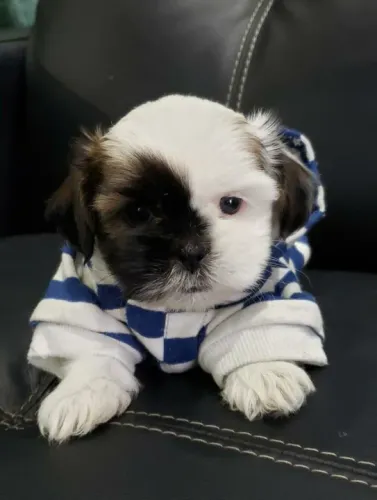 Lhasa Apso Pequeno Fêmea Linda e Companheira