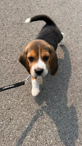 Beagle Seu Amigo Travesso e Amoroso