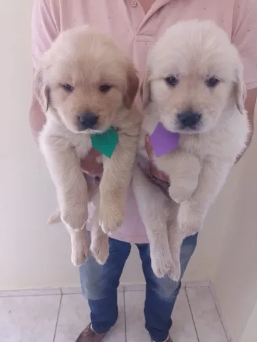 Filhotes Golden Retriever muitos bebês