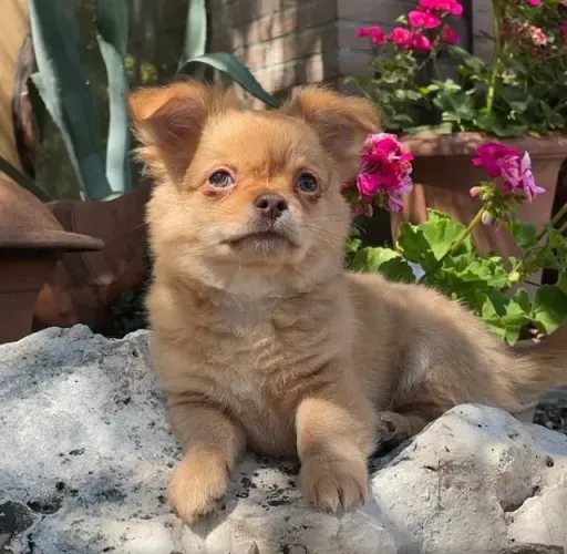 Chihuahua Macho White: Um Amigo Perfeito Para Sua Família!