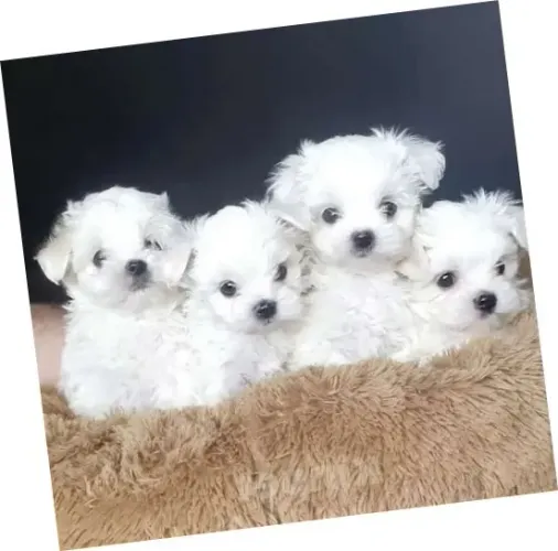 Maltês Filhotes Mini White com Pedigree Garantido