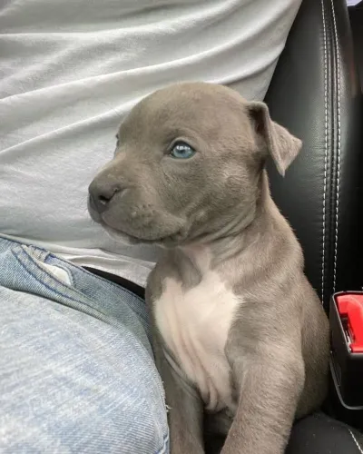 Filhote de Pitbull super promoção 