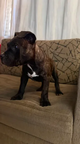 Filhote de American Bully macho 2 vacinas e vermifugado preço de doação
