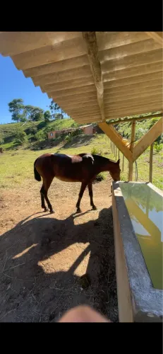 Vendo égua