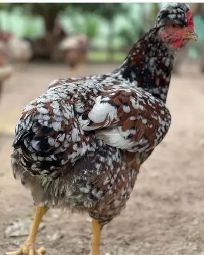 Vendo ovos galados, tenho diversas raças de galinha ?,com um valor acessível 