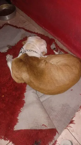 Pit Bull América terrier 