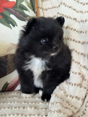 Filhote de Lulu da pomerania