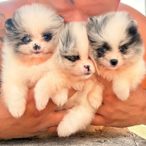 Filhote Lulu da pomerania (olhos azuis)