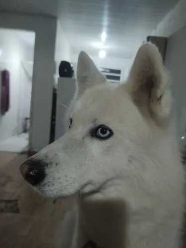 Cachorro dócil peludo 