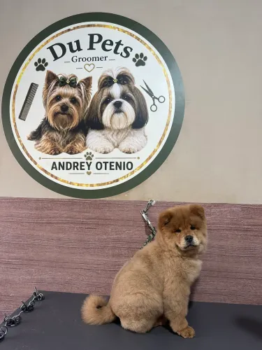 Chow chow menino 