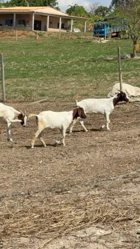 Cabras bôer puras